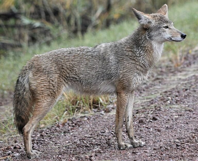 Coyotes And Dog Poop: 4 Ways To Keep Them Away