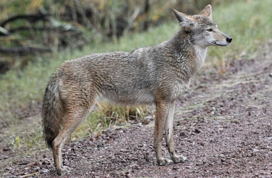 Coyotes And Dog Poop: 4 Ways To Keep Them Away