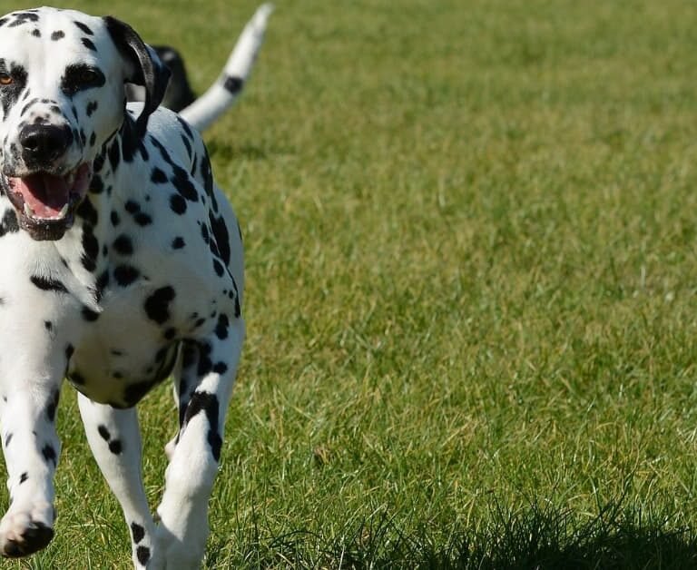 The Best Grass For Dogs: Creating A Great Space For Your Pup