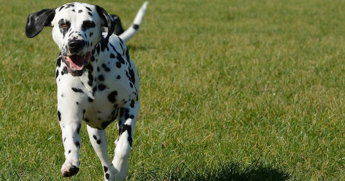 The Best Grass For Dogs: Creating A Great Space For Your Pup