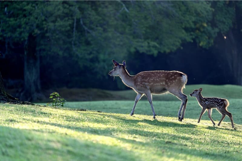 deer and fawn