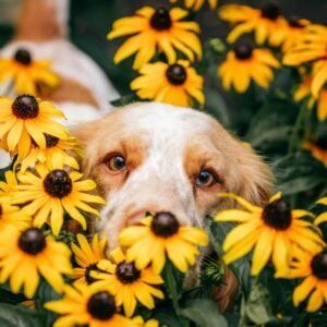 Ideas For Making Your Garden Dog Friendly!