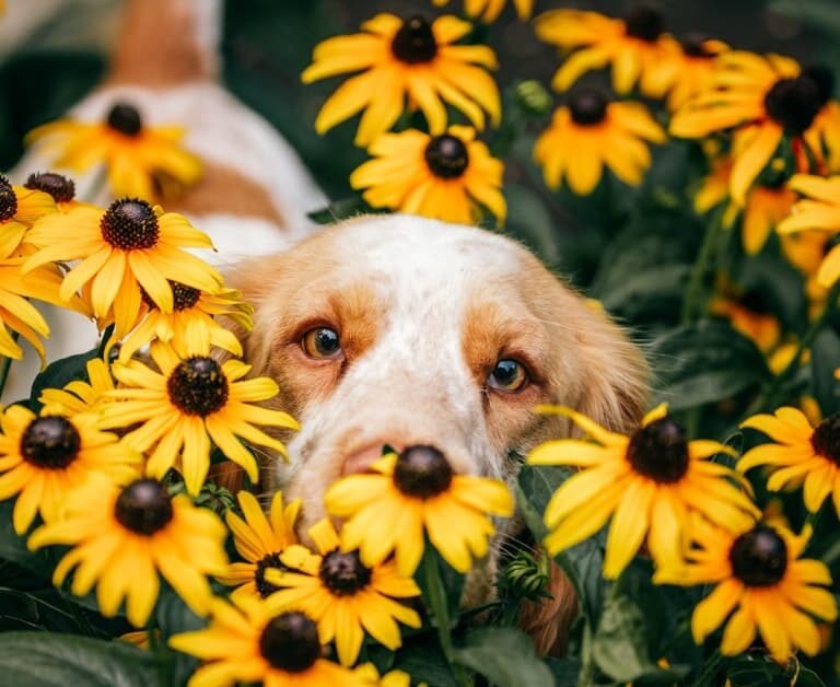 Ideas For Making Your Garden Dog Friendly!