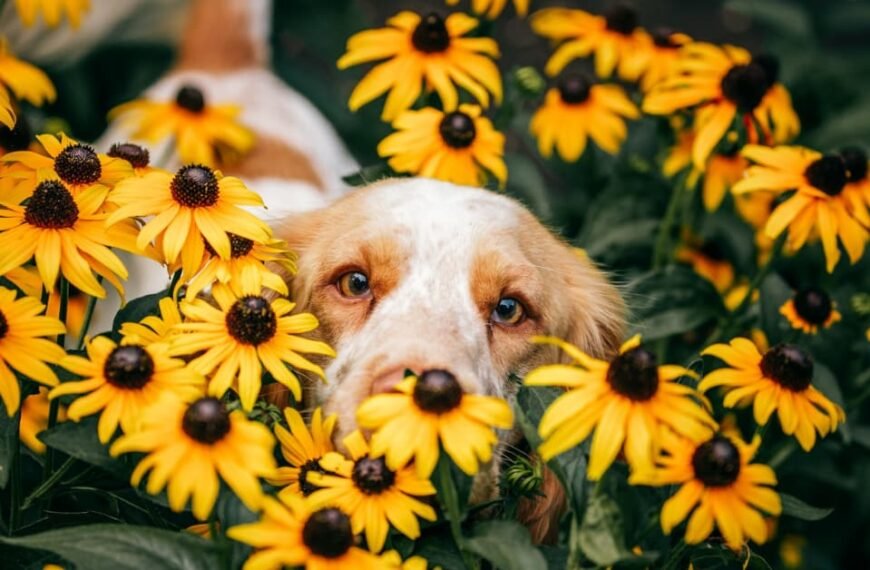 Ideas For Making Your Garden Dog Friendly!