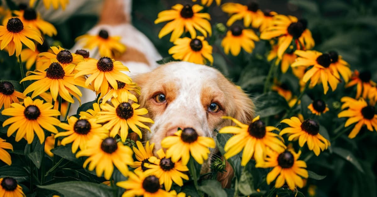 Ideas For Making Your Garden Dog Friendly!