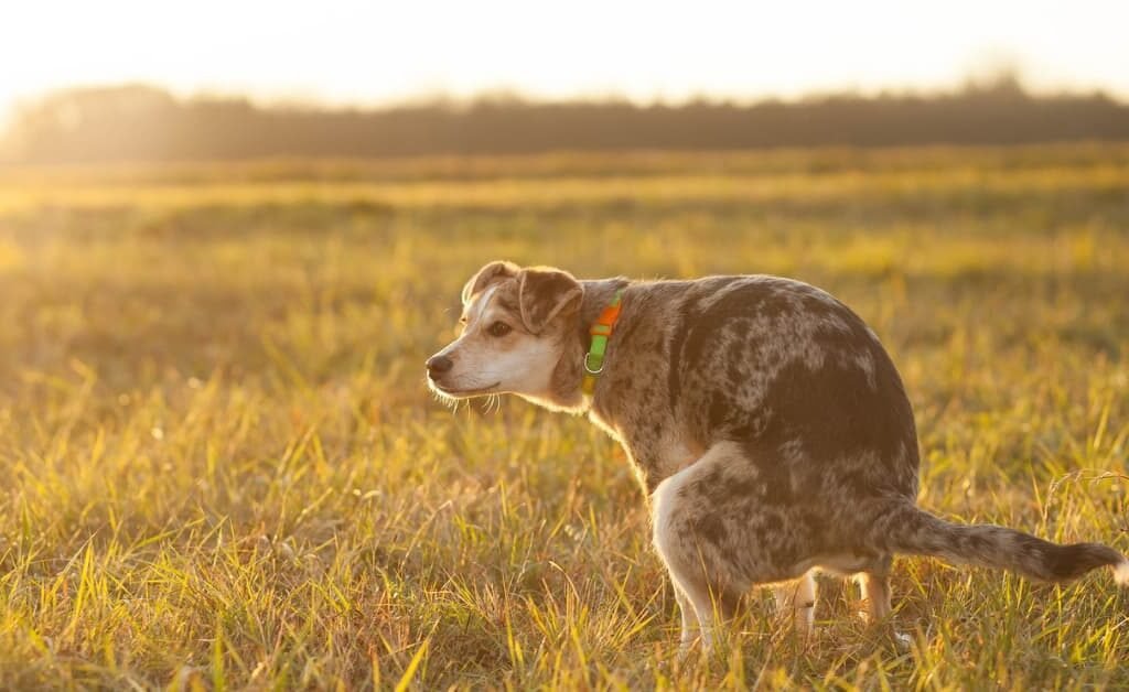 Keep Your Yard Clean: 6 Ways To Stop Dogs Pooping in your backyard!