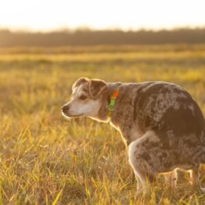 Keep Your Yard Clean: 6 Ways To Stop Dogs Pooping in your backyard!