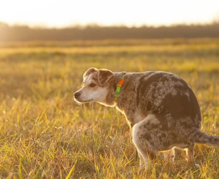 Keep Your Yard Clean: 6 Ways To Stop Dogs Pooping in your backyard!