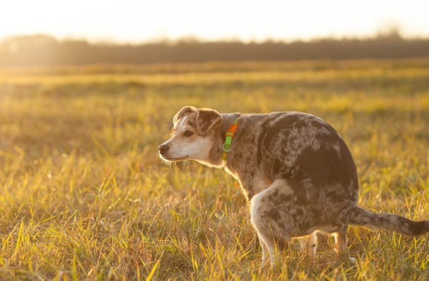 Keep Your Yard Clean: 6 Ways To Stop Dogs Pooping in your backyard!