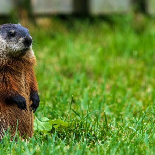 6 Humane Ways To Get Rid Of Groundhogs