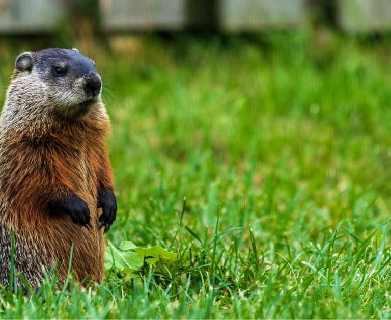 6 Humane Ways To Get Rid Of Groundhogs