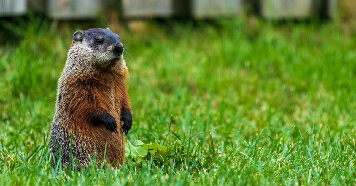 6 Humane Ways To Get Rid Of Groundhogs