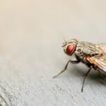 Bug-Free Nights: How To Keep Bugs Away From The House At Night!