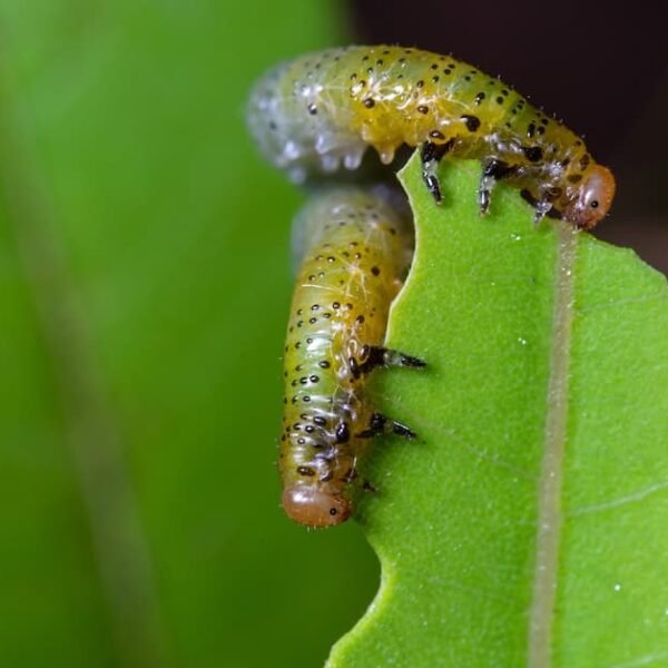 Tips And Tricks For Banishing Common Garden Pests