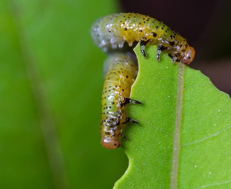 Tips And Tricks For Banishing Common Garden Pests