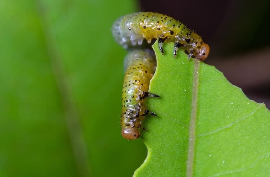 Tips And Tricks For Banishing Common Garden Pests