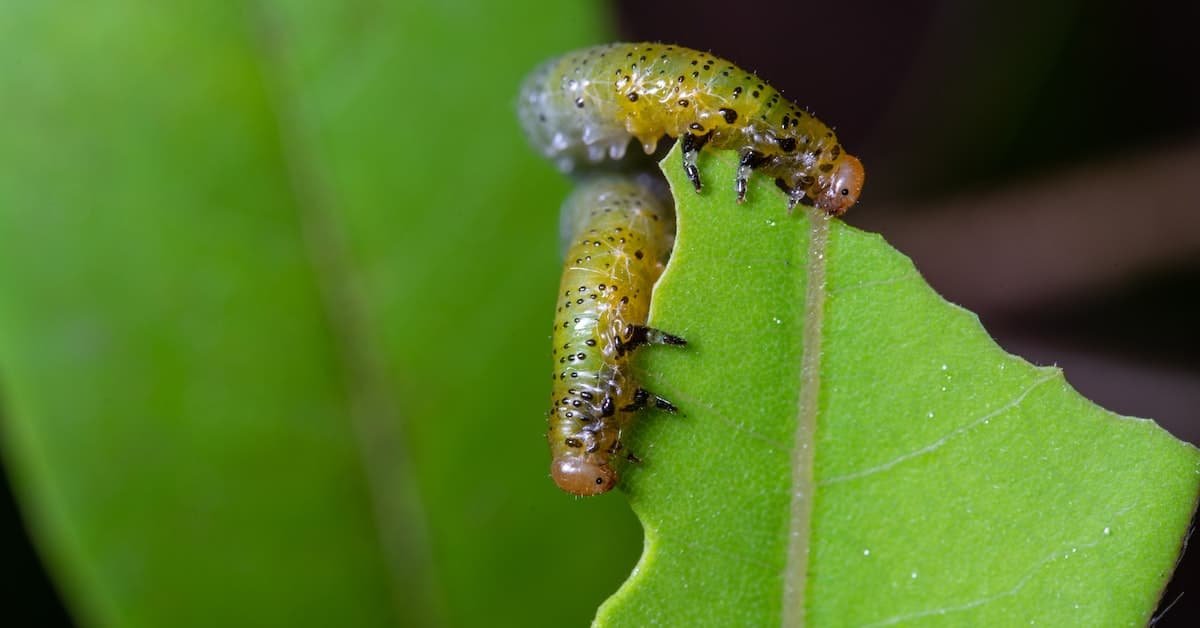 Tips And Tricks For Banishing Common Garden Pests