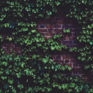 Natural Ivy Removal: No Chemicals Needed!