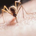 Can mosquitoes see in the dark: How They Find And Attack Humans