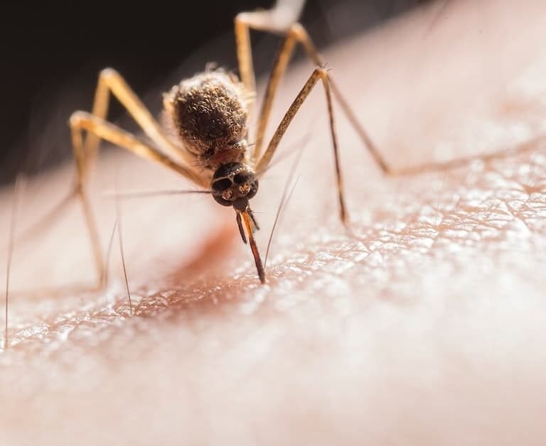 Can mosquitoes see in the dark: How They Find And Attack Humans