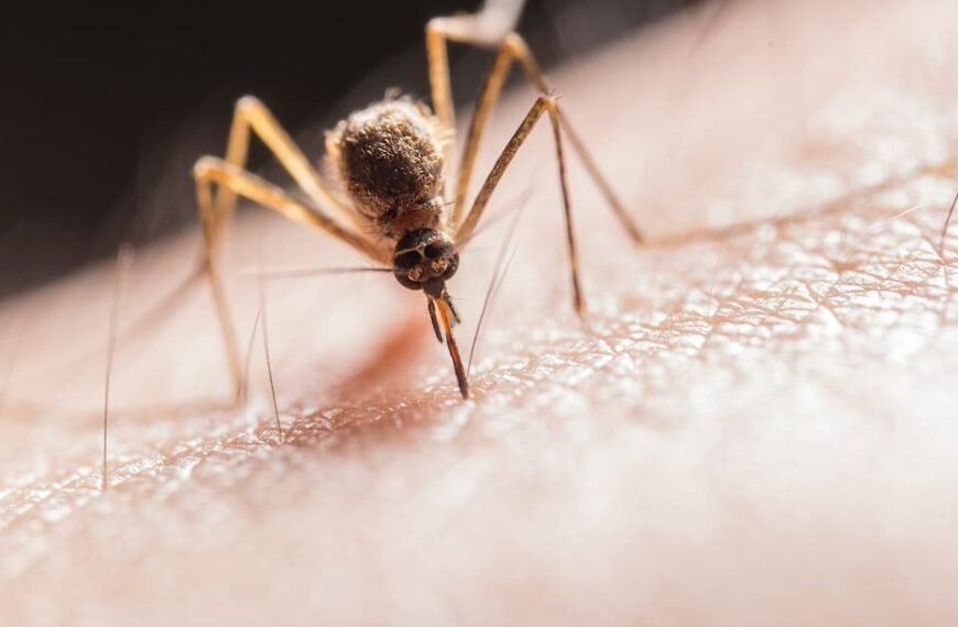 Can mosquitoes see in the dark: How They Find And Attack Humans