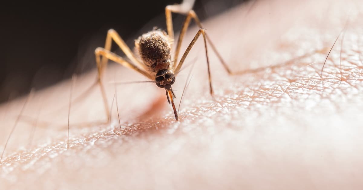 Can mosquitoes see in the dark: How They Find And Attack Humans