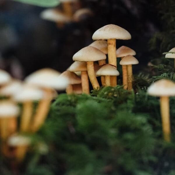 Stop Mushrooms In Your Yard: Easy Tips!