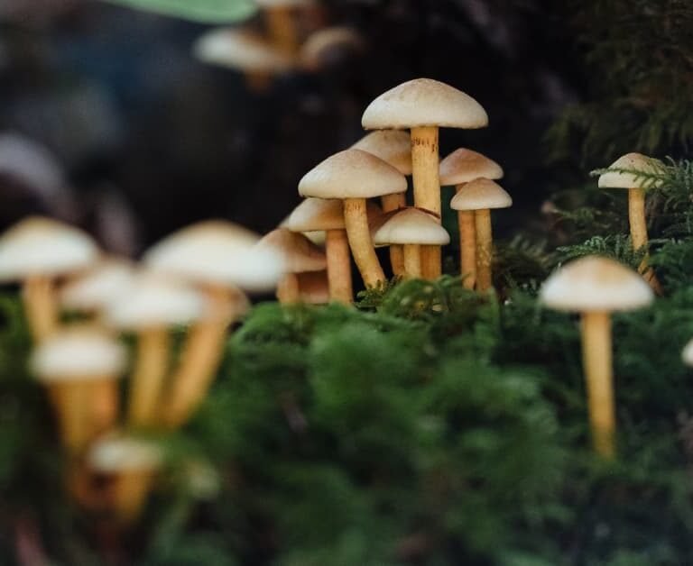 Stop Mushrooms In Your Yard: Easy Tips!