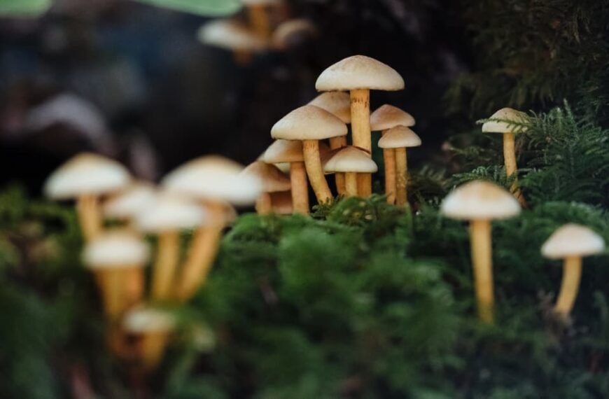 Stop Mushrooms In Your Yard: Easy Tips!