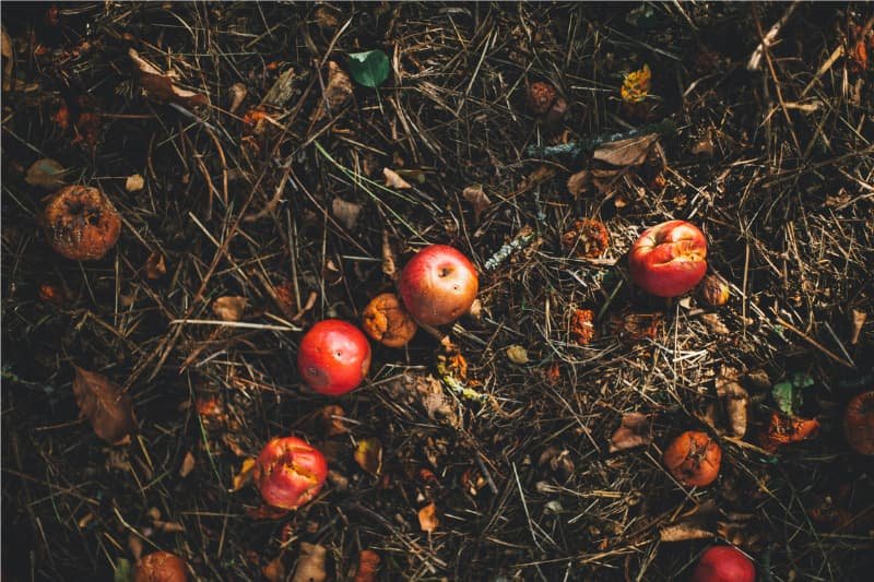 old compost apples