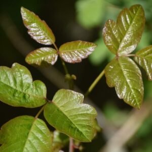 10 Plant-Friendly Removal Methods For Poison Ivy