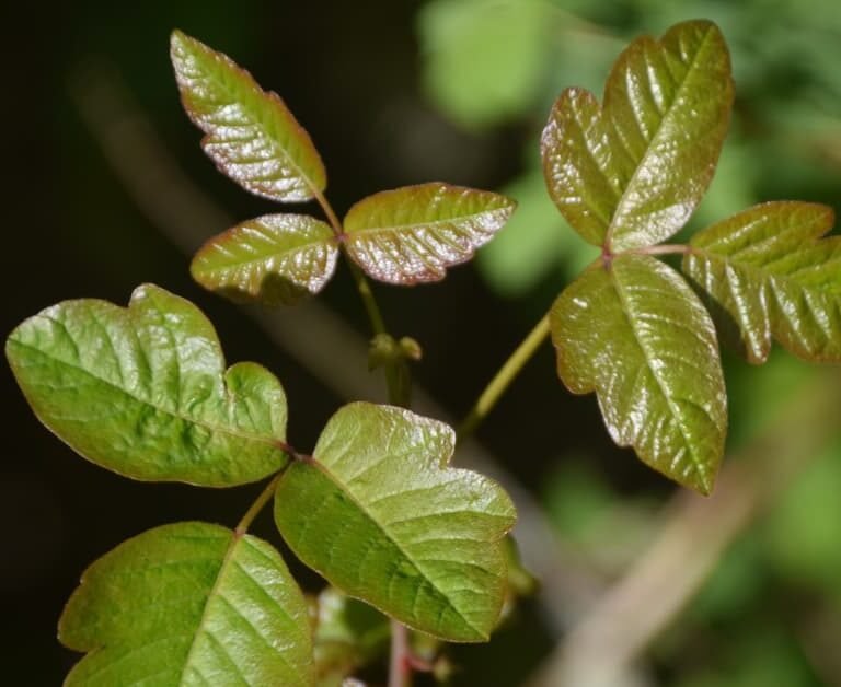 10 Plant-Friendly Removal Methods For Poison Ivy