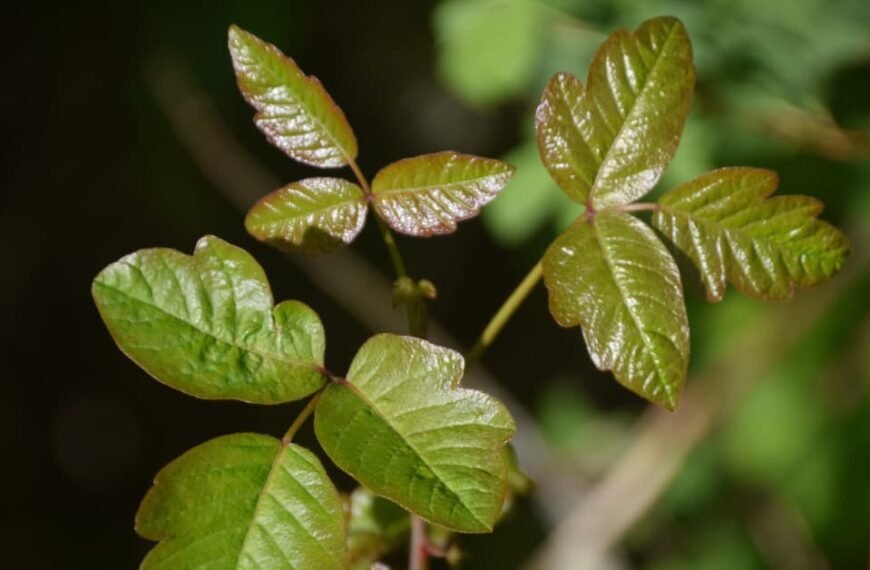 10 Plant-Friendly Removal Methods For Poison Ivy