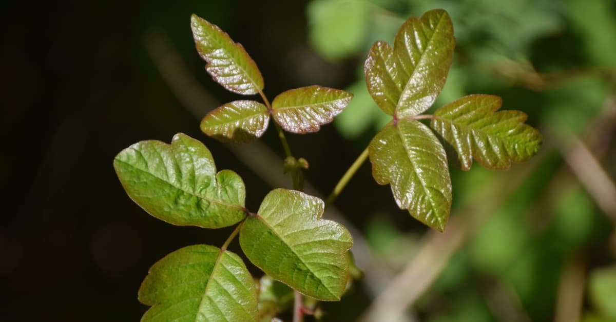 10 Plant-Friendly Removal Methods For Poison Ivy