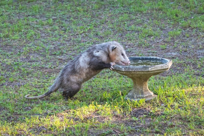 possum in backyard drinking water