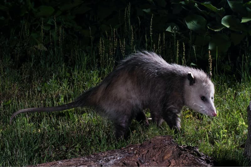 possum in backyard