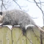 Protecting Your Yard: Can Possums Climb Fences?