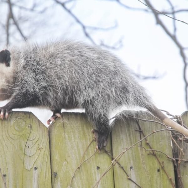 Protecting Your Yard: Can Possums Climb Fences?