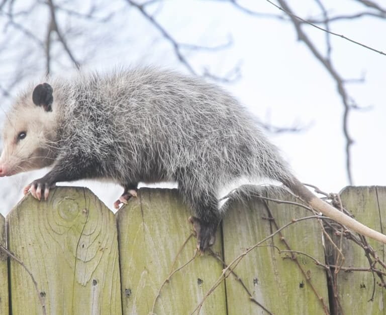 Protecting Your Yard: Can Possums Climb Fences?