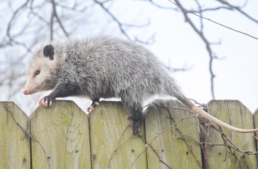 Protecting Your Yard: Can Possums Climb Fences?