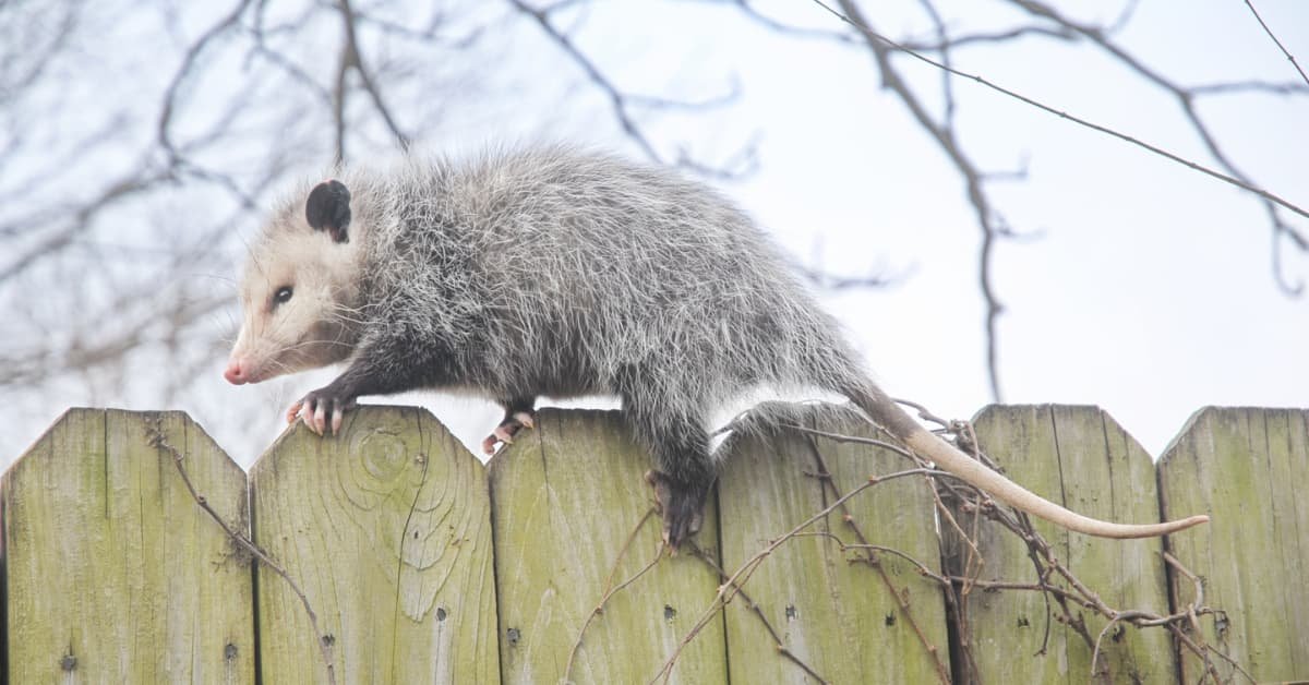 Protecting Your Yard: Can Possums Climb Fences?