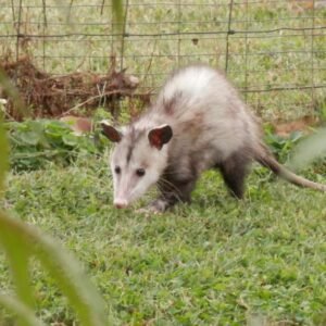 Possum-Proof Your Yard: Tips To Keep Them Out