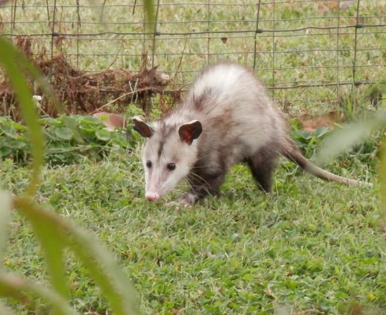 Possum-Proof Your Yard: Tips To Keep Them Out