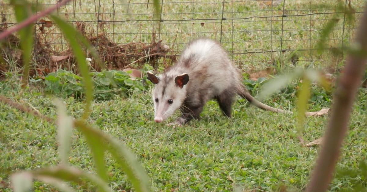 Possum-Proof Your Yard: Tips To Keep Them Out