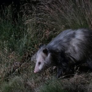 Possums Under Houses: How To Keep Them Away