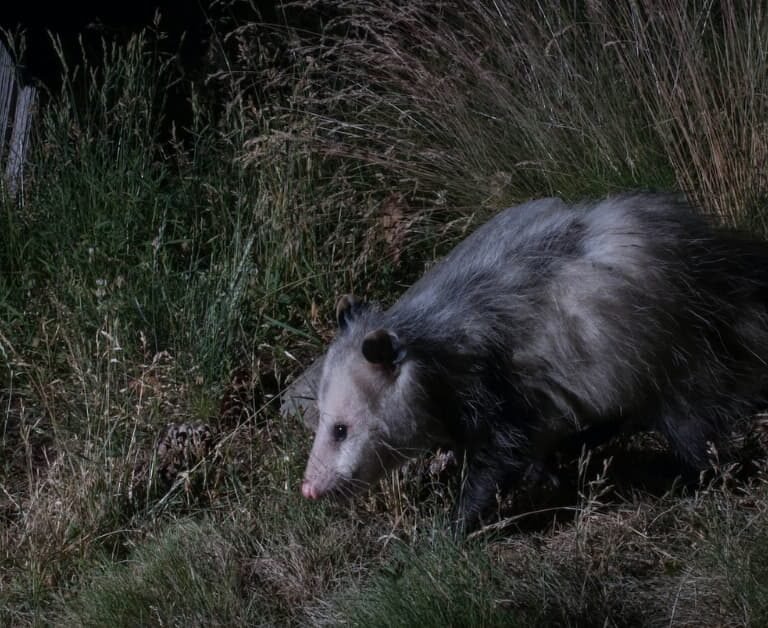 Possums Under Houses: How To Keep Them Away