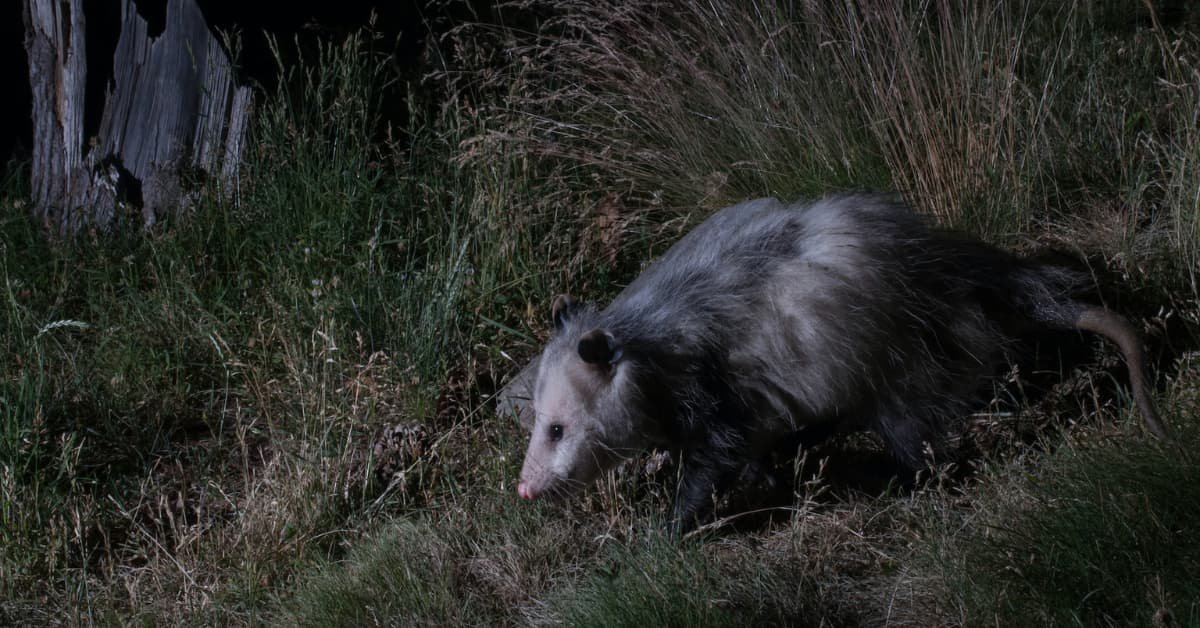 Possums Under Houses: How To Keep Them Away