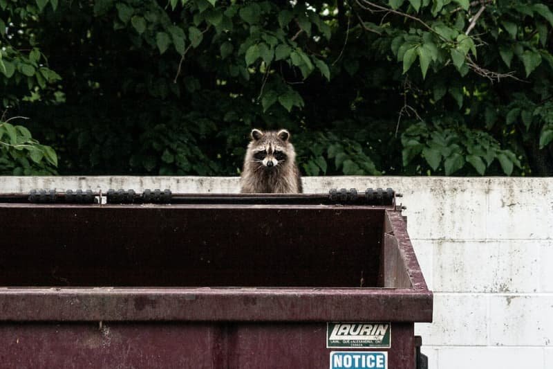 Raccoon garbage
