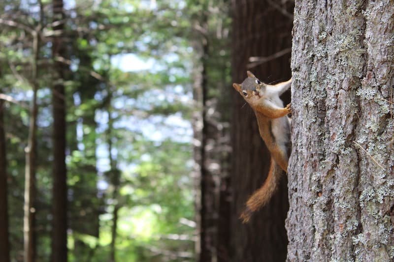 squirrel on a tree 