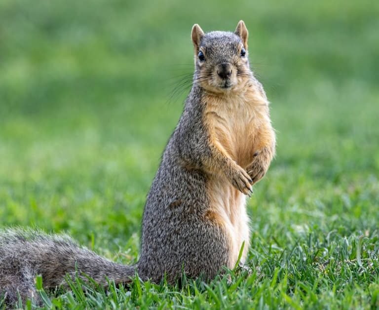 Can Squirrels Eat Bananas?